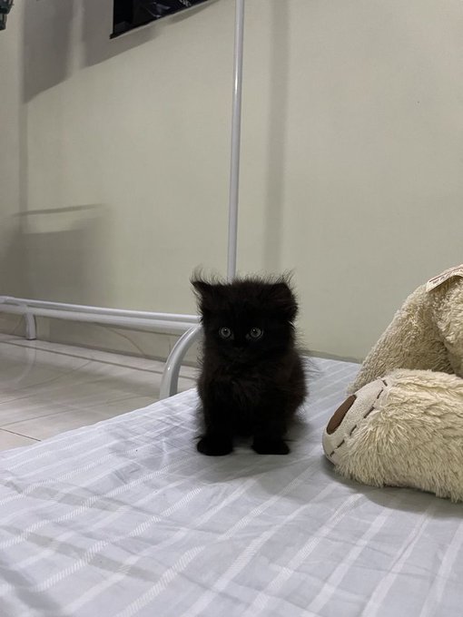 침대 위에 앉아 있는 검은 아기 고양이
